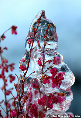 Ice accumulating on branch