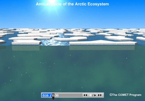 Conceptual animation of annual cycle of the arctic ocean ecosystem