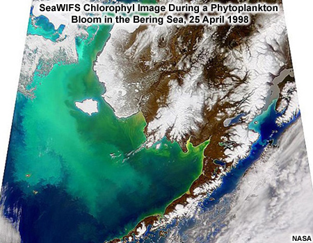 Bering Sea plankton bloom 25 Apr 1998