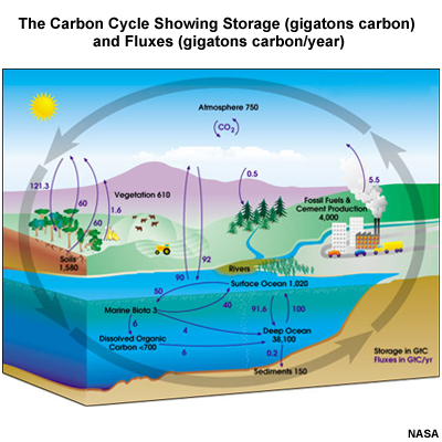 The Carbon Cycle Showing Storage (gigatons carbon) and Fluxes (gigatons carbon/year)