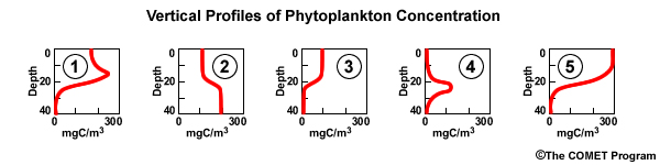 Vertical profiles of phytoplankton concentration