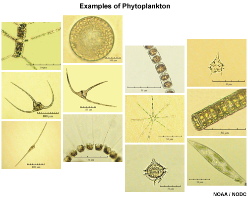 Examples of phytoplankton
