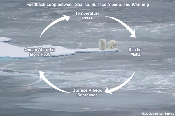 Feedback Loop between Sea Ice, Surface Albedo, and Warming