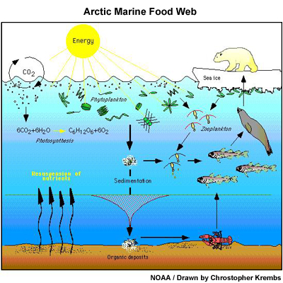 Arctic Marine Food Web