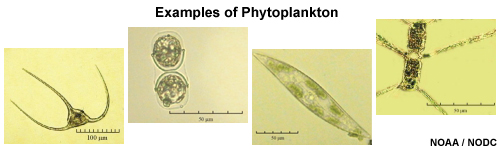 Examples of phytoplankton