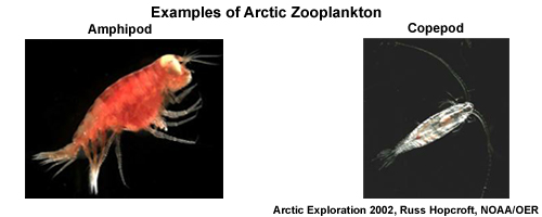 Photos of Arctic zooplankton