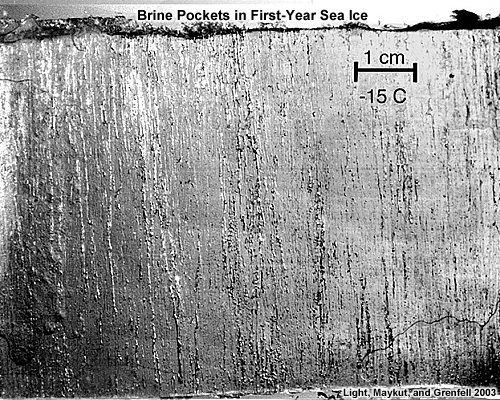 Photo of Brine Pockets in First-Year Sea Ice